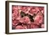 Big Bouquet of Pink Roses Horizontal-Denis Karpenkov-Framed Photographic Print