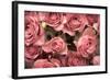 Big Bouquet of Pink Roses Horizontal-Denis Karpenkov-Framed Photographic Print