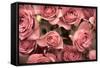 Big Bouquet of Pink Roses Horizontal-Denis Karpenkov-Framed Stretched Canvas