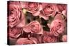 Big Bouquet of Pink Roses Horizontal-Denis Karpenkov-Stretched Canvas