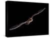 Big Brown Bat (Eptesicus Fuscus) in Flight, in Captivity, Hidalgo County, New Mexico, USA-null-Stretched Canvas