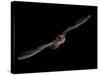 Big Brown Bat (Eptesicus Fuscus) in Flight, in Captivity, Hidalgo County, New Mexico, USA-null-Stretched Canvas