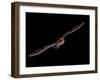 Big Brown Bat (Eptesicus Fuscus) in Flight, in Captivity, Hidalgo County, New Mexico, USA-null-Framed Photographic Print