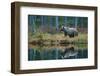 Big Brown Bear Walking around Lake in the Morning Sun. Dangerous Animal in the Forest. Wildlife Sce-Ondrej Prosicky-Framed Photographic Print