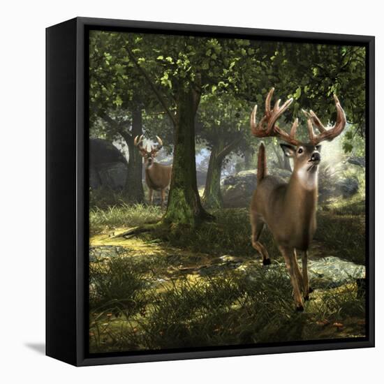 Big Buck Whitetail Deer-Mike Colesworthy-Framed Stretched Canvas