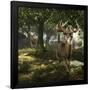 Big Buck Whitetail Deer-Mike Colesworthy-Framed Poster