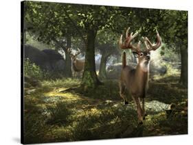 Big Buck Whitetail Deer-Mike Colesworthy-Stretched Canvas