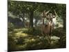 Big Buck Whitetail Deer-Mike Colesworthy-Mounted Poster