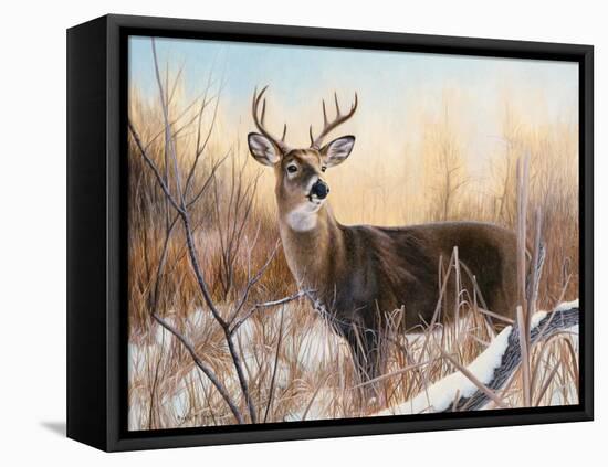 Big Buck-Rusty Frentner-Framed Stretched Canvas