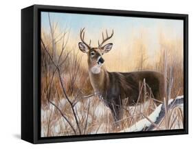 Big Buck-Rusty Frentner-Framed Stretched Canvas