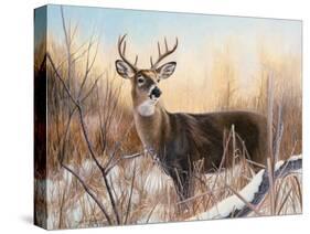 Big Buck-Rusty Frentner-Stretched Canvas