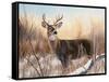 Big Buck-Rusty Frentner-Framed Stretched Canvas