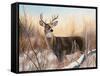 Big Buck-Rusty Frentner-Framed Stretched Canvas