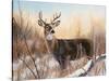 Big Buck-Rusty Frentner-Stretched Canvas