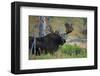 Big Bull Moose in Yellowstone-null-Framed Art Print