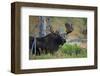 Big Bull Moose in Yellowstone-null-Framed Art Print