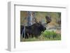 Big Bull Moose in Yellowstone-null-Framed Art Print