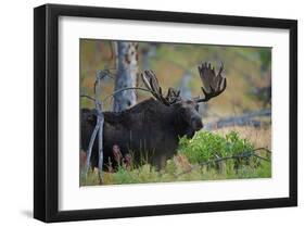 Big Bull Moose in Yellowstone-null-Framed Art Print