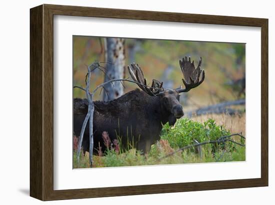 Big Bull Moose in Yellowstone-null-Framed Art Print