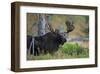 Big Bull Moose in Yellowstone-null-Framed Art Print