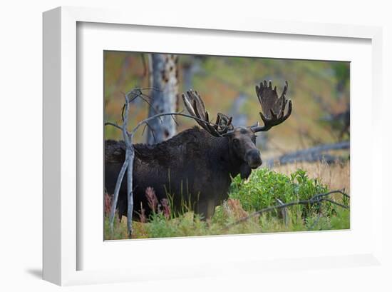 Big Bull Moose in Yellowstone-null-Framed Art Print