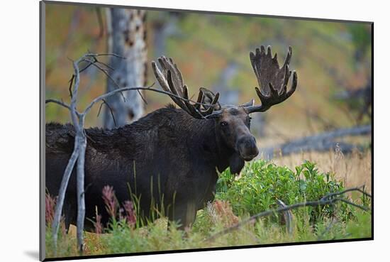 Big Bull Moose in Yellowstone-null-Mounted Art Print