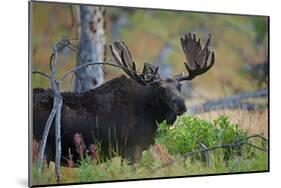 Big Bull Moose in Yellowstone-null-Mounted Art Print