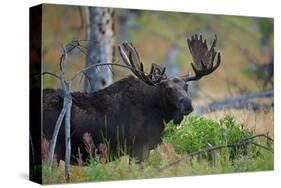 Big Bull Moose in Yellowstone-null-Stretched Canvas