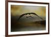 Big Catch 2-Jai Johnson-Framed Giclee Print