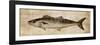 Big Catch II-Conrad Knutsen-Framed Art Print