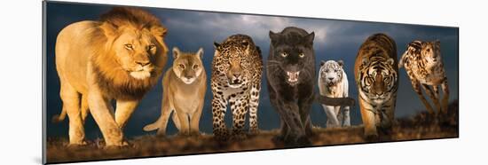 Big Cats Educational Poster-null-Mounted Poster