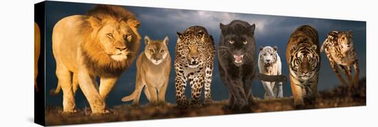 Big Cats-null-Stretched Canvas