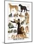 Big Cats-null-Mounted Art Print