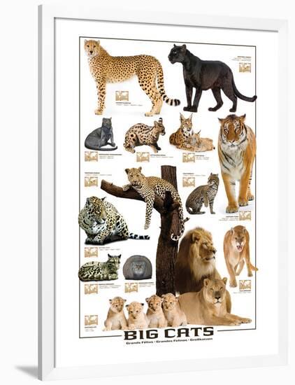 Big Cats-null-Framed Art Print