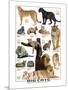 Big Cats-null-Mounted Art Print