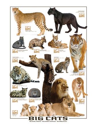 Big Cats' Art Big Cats' Art