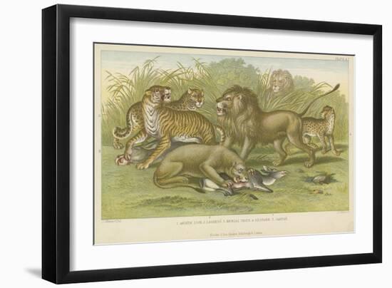 Big Cats-null-Framed Giclee Print