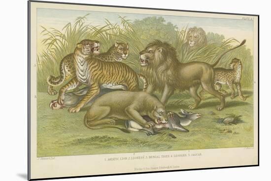 Big Cats-null-Mounted Giclee Print