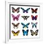 Big Collection Butterfly of Colorful Icon Set. Art Butterflies Isolated on White. Vector Illustrati-SVStudio-Framed Art Print