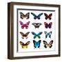 Big Collection Butterfly of Colorful Icon Set. Art Butterflies Isolated on White. Vector Illustrati-SVStudio-Framed Art Print