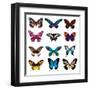 Big Collection Butterfly of Colorful Icon Set. Art Butterflies Isolated on White. Vector Illustrati-SVStudio-Framed Art Print