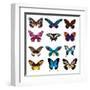 Big Collection Butterfly of Colorful Icon Set. Art Butterflies Isolated on White. Vector Illustrati-SVStudio-Framed Art Print