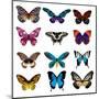 Big Collection Butterfly of Colorful Icon Set. Art Butterflies Isolated on White. Vector Illustrati-SVStudio-Mounted Art Print