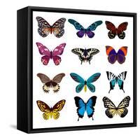 Big Collection Butterfly of Colorful Icon Set. Art Butterflies Isolated on White. Vector Illustrati-SVStudio-Framed Stretched Canvas