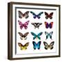 Big Collection Butterfly of Colorful Icon Set. Art Butterflies Isolated on White. Vector Illustrati-SVStudio-Framed Art Print