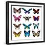 Big Collection Butterfly of Colorful Icon Set. Art Butterflies Isolated on White. Vector Illustrati-SVStudio-Framed Art Print