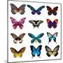 Big Collection Butterfly of Colorful Icon Set. Art Butterflies Isolated on White. Vector Illustrati-SVStudio-Mounted Art Print