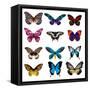 Big Collection Butterfly of Colorful Icon Set. Art Butterflies Isolated on White. Vector Illustrati-SVStudio-Framed Stretched Canvas