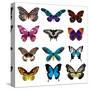 Big Collection Butterfly of Colorful Icon Set. Art Butterflies Isolated on White. Vector Illustrati-SVStudio-Stretched Canvas