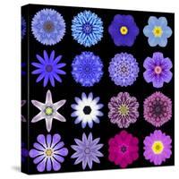 Big Collection of Various Blue Pattern Flowers-tr3gi-Stretched Canvas